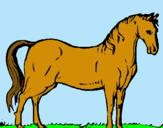 Dibuix Cavall andalús  pintat per Oleguer
