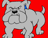 Dibuix Gos bulldog pintat per ibrahim