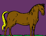 Dibuix Cavall andalús  pintat per mire