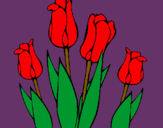 Dibuix Tulipes pintat per judit calzas coll