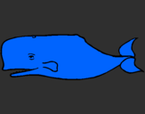 Dibuix Balena blava pintat per arnau