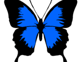 Dibuix Papallona amb ales negres  pintat per mariposa