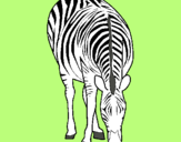 Dibuix Zebra pintat per idoia