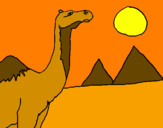 Dibuix Camell pintat per quin desitj mes bo adria