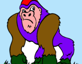 Dibuix Goril·la pintat per MICO