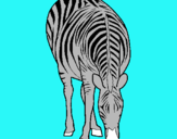 Dibuix Zebra pintat per lluc v i flora
