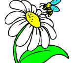 Dibuix Margarida amb abella pintat per alba
