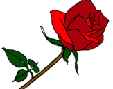 Dibuix Rosa pintat per Sant Jordi