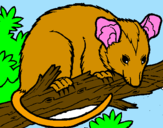 Dibuix Esquirol possum pintat per xavier francés
