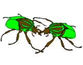 Dibuix Escarabats  pintat per joan