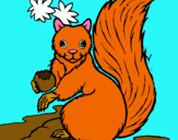 Dibuix Esquirol pintat per margalida bel campaner 