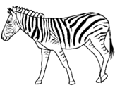 Dibuix Zebra pintat per ROSER