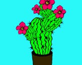 Dibuix Flors de cactus pintat per anna sanllehy veraguas