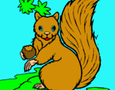 Dibuix Esquirol pintat per ABRIL