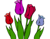 Dibuix Tulipes pintat per casal-2