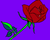 Dibuix Rosa pintat per lorena p