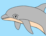 Dibuix Dofí pintat per gerard_ponts