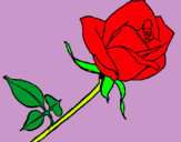 Dibuix Rosa pintat per saikou