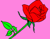 Dibuix Rosa pintat per CRISTIINA