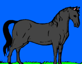 Dibuix Cavall andalús  pintat per aimar