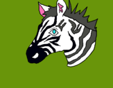 Dibuix Zebra II pintat per NIL MARIA