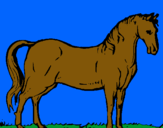 Dibuix Cavall andalús  pintat per esteban