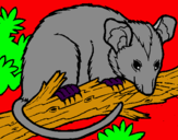 Dibuix Esquirol possum pintat per MARCYEA