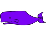 Dibuix Balena blava pintat per NAIA