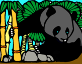 Dibuix Ós Panda i Bambú pintat per sandro   tengobabu