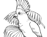 Dibuix Cacatua pintat per papagai