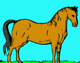Dibuix Cavall andalús  pintat per ERIC J