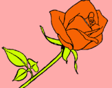 Dibuix Rosa pintat per Alba yu