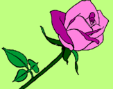 Dibuix Rosa pintat per loti