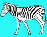 Dibuix Zebra pintat per laia