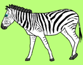 Dibuix Zebra pintat per Quirze
