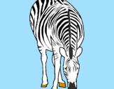 Dibuix Zebra pintat per ROGER  CABRÉ