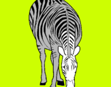 Dibuix Zebra pintat per EDGAR ARNEDO