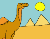 Dibuix Camell pintat per Esther