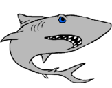 Dibuix Tiburón pintat per paula