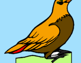 Dibuix Pitroig  pintat per nom ocell (todit)