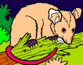 Dibuix Esquirol possum pintat per ratalÃ­