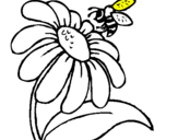 Dibuix Margarida amb abella pintat per AURORA