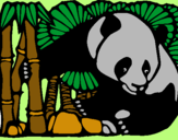 Dibuix Ós Panda i Bambú pintat per MARGA