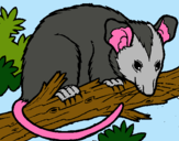 Dibuix Esquirol possum pintat per PLS
