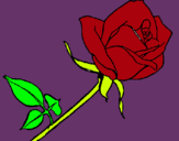Dibuix Rosa pintat per maria hosta