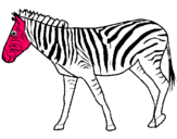 Dibuix Zebra pintat per emili