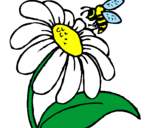 Dibuix Margarida amb abella pintat per n