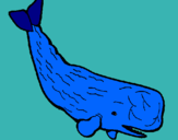 Dibuix Balena gran pintat per genis
