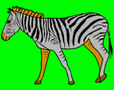 Dibuix Zebra pintat per Josep