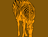 Dibuix Zebra pintat per artau